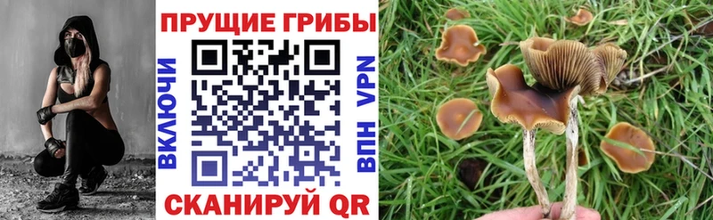 Псилоцибиновые грибы Cubensis  купить наркотики сайты  Задонск 